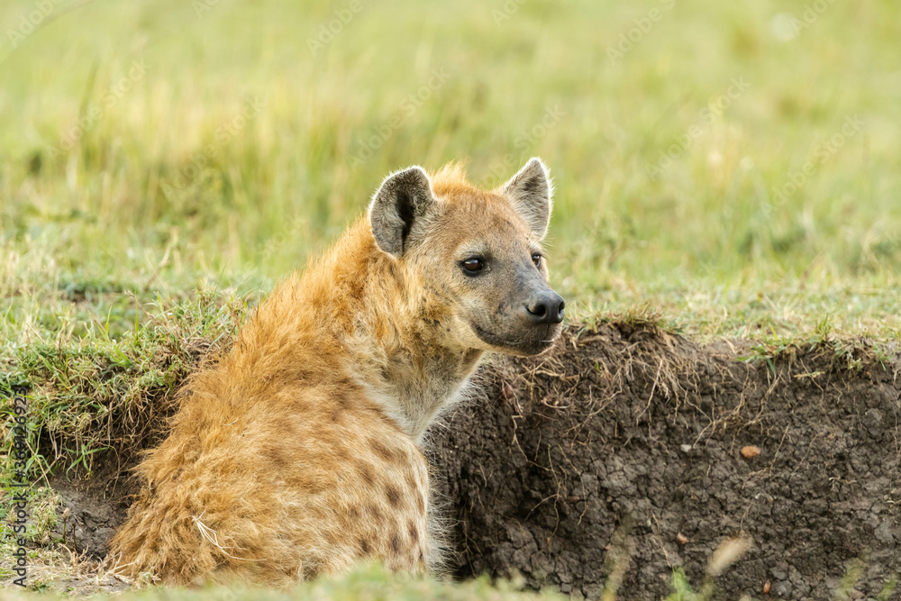 Spotted Hyena in Its Den in Maasai Mara Spotted Hyena in Its Den in Maasai Mara