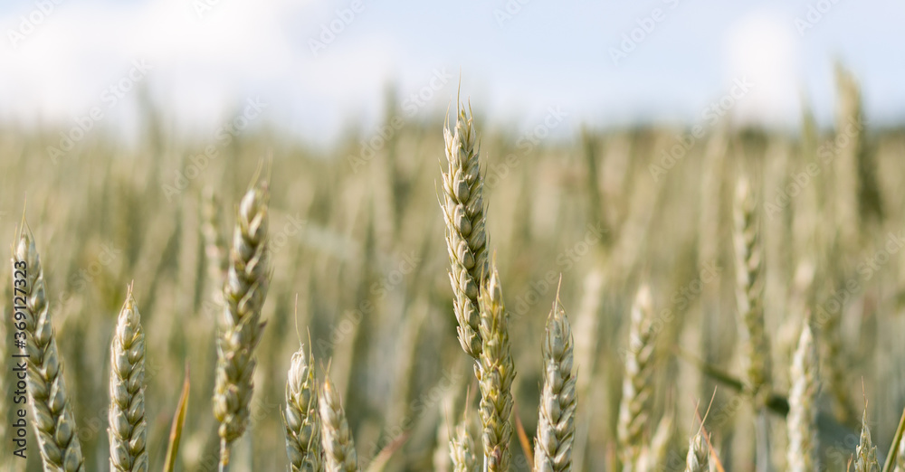 Ears of yellow ripe wheat with blurred background on blue sky, close-up side photo. A beautiful dry wheat field ready to harvest. Natural cereal agriculture in agricultural areas. Banner for web site