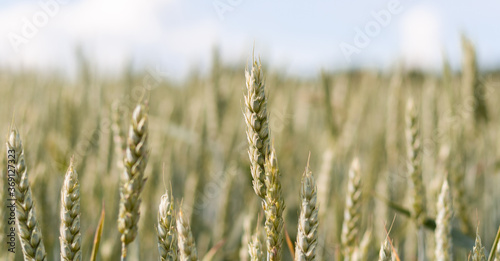 Ears of yellow ripe wheat with blurred background on blue sky  close-up side photo. A beautiful dry wheat field ready to harvest. Natural cereal agriculture in agricultural areas. Banner for web site