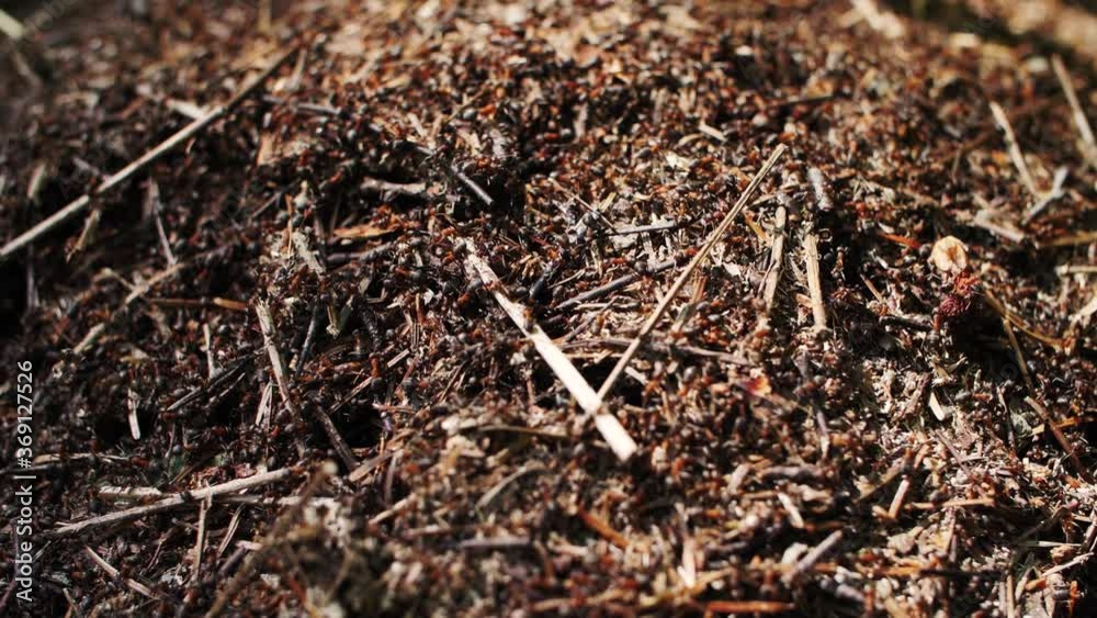 anthill in the forest, many ants anthill in the forest, many ants