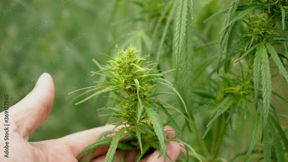 Cannabis bloom, marijuana field, cultivation Cannabis bloom, marijuana field, cultivation