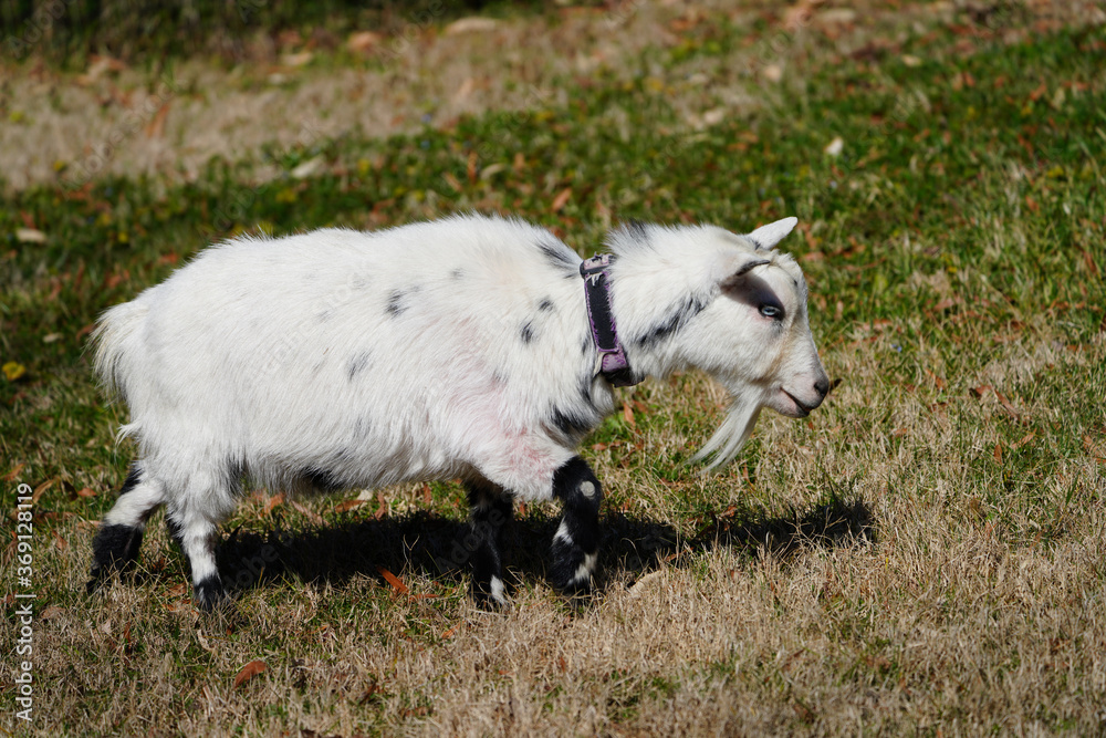 Obraz premium View of a white goat grazing in the grass