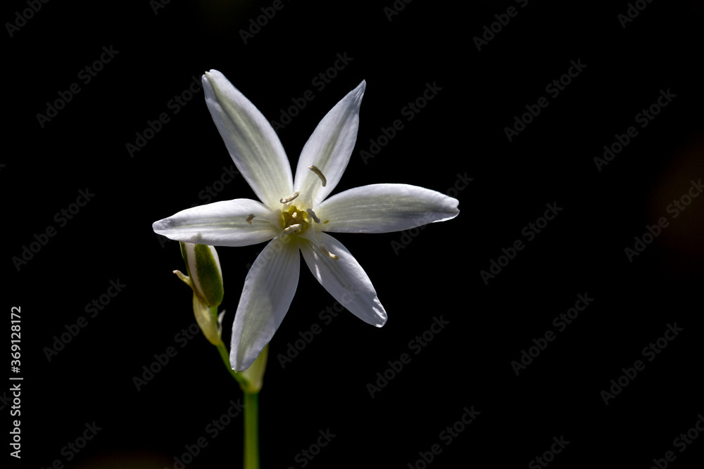 Fototapeta premium White avalanche lily, White Avalanche Lily Erythronium montanum, The avalanche lily or white avalanche lily is a member of the lily family native to the coast of British Columbia