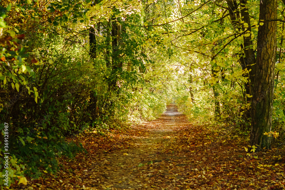 Autumn road strewn with leaves