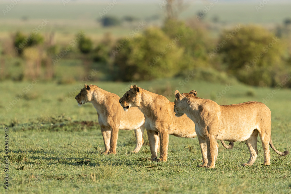 Lionesses and Cubs in the Early Morning Light Lionesses and Cubs in the Early Morning Light