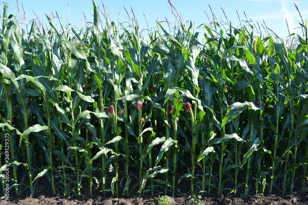 Obraz premium Field of corn ripening in summer