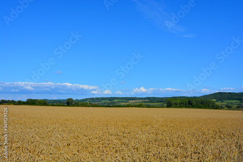 English summer landscape with field of ripe wheat, Sherborne, Dorset, England