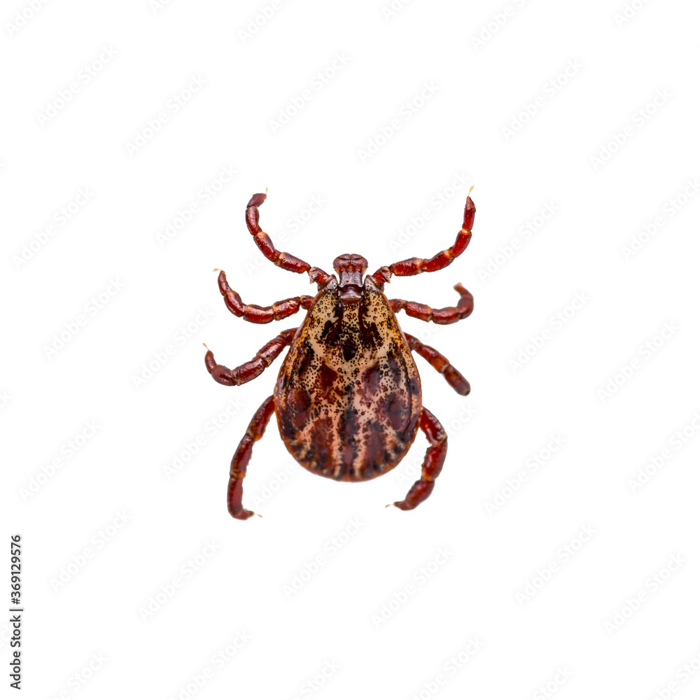 Encephalitis Infected Tick Insect Isolated on White Background. Lyme Borreliosis Disease or Encephalitis Virus Infectious Dermacentor Tick Arachnid Parasite.