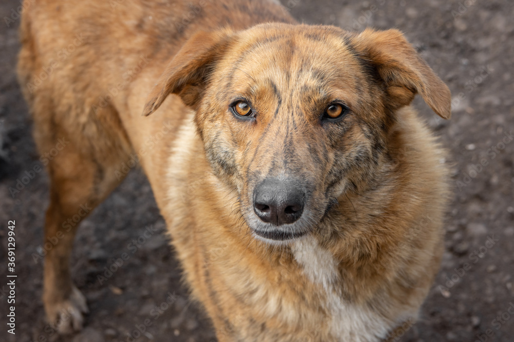 closeup portrait sad homeless abandoned brown dog outdoor closeup portrait sad homeless abandoned brown dog outdoor