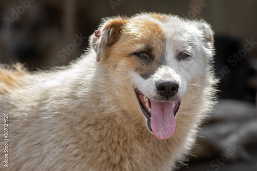 closeup portrait sad homeless abandoned colored dog outdoor