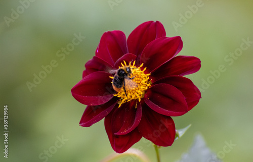 Rote Blume