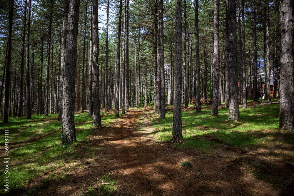 Tall pine trees in the evergreen forest and footpath of Zlatibor nature reserve, Serbia, Europe on a summer day. Beautiful natural background Tall pine trees in the evergreen forest and footpath of Zlatibor nature reserve, Serbia, Europe on a summer day. Beautiful natural background