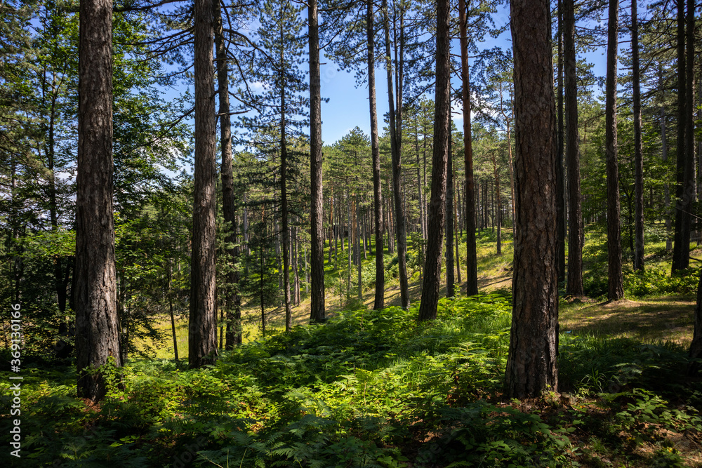 Tall pine trees in the evergreen forest and glade of Zlatibor nature reserve, Serbia, Europe on a summer day. Beautiful natural background