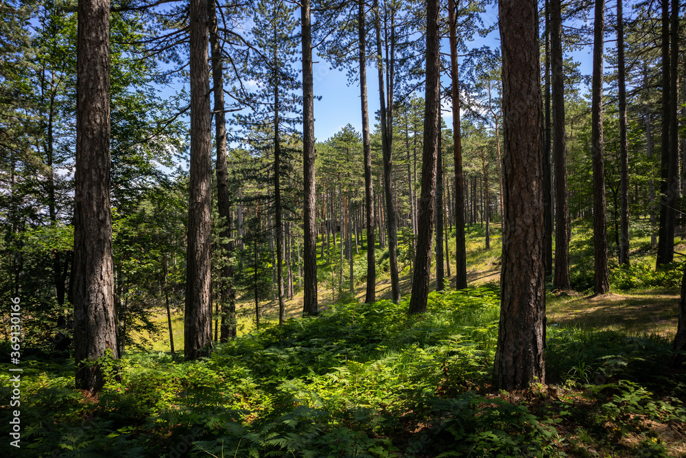 Tall pine trees in the evergreen forest and glade of Zlatibor nature reserve, Serbia, Europe on a summer day. Beautiful natural background Tall pine trees in the evergreen forest and glade of Zlatibor nature reserve, Serbia, Europe on a summer day. Beautiful natural background