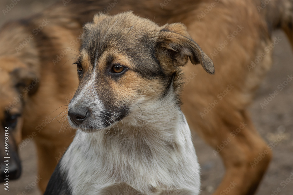 closeup portrait sad homeless abandoned brown dog outdoor