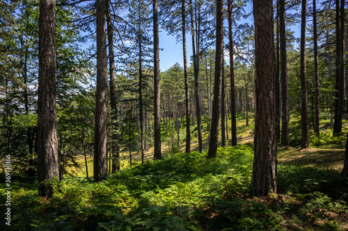 Tall pine trees in the evergreen forest and glade of Zlatibor nature reserve, Serbia, Europe on a summer day. Beautiful natural background