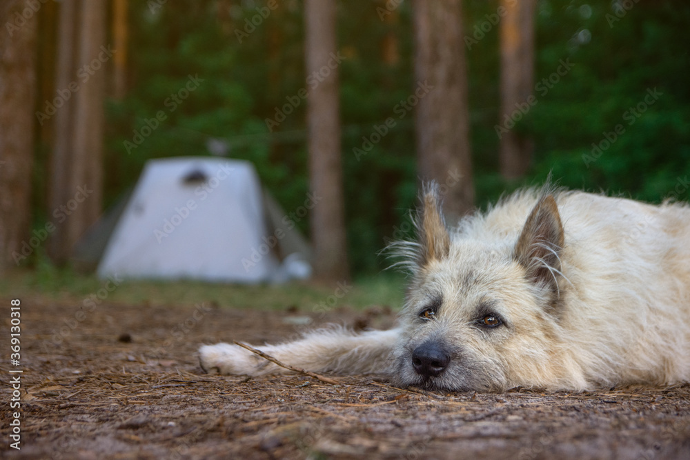 Φωτογραφία portrait of a dog lying in the grass near the outdoor camping tent