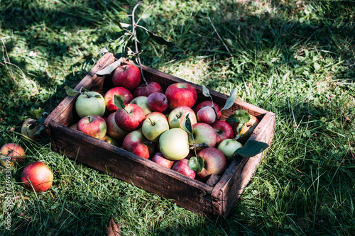 Crate with freshly picked apples photo