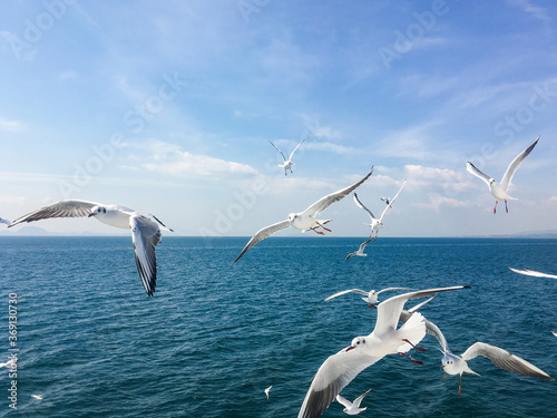 Group of seagull flying in the air above the ocean photo