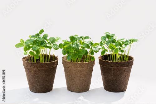 Fototapeta Naklejka Na Ścianę i Meble -  passion fruit sprouts seeded in brown recycled cardboard pots