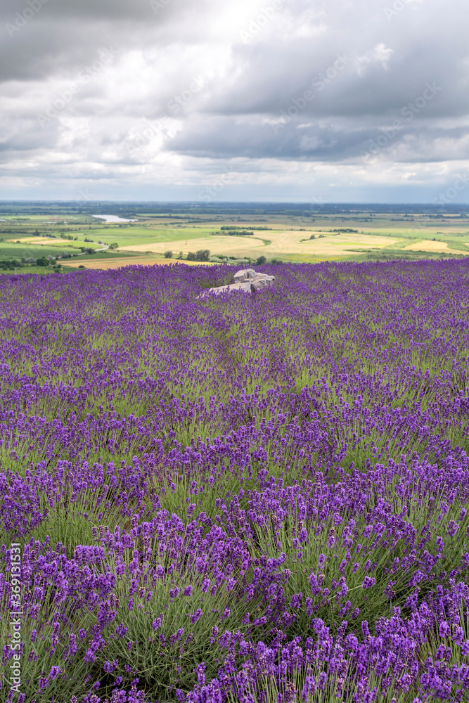 Obraz premium Lavender fields near the village of Tarcal