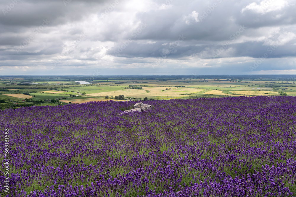 Naklejka premium Lavender fields near the village of Tarcal