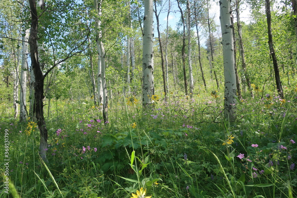 Fototapeta premium Thick forest and trees in Wyoming