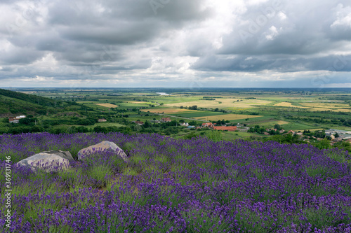 Lavender fields near the village of Tarcal