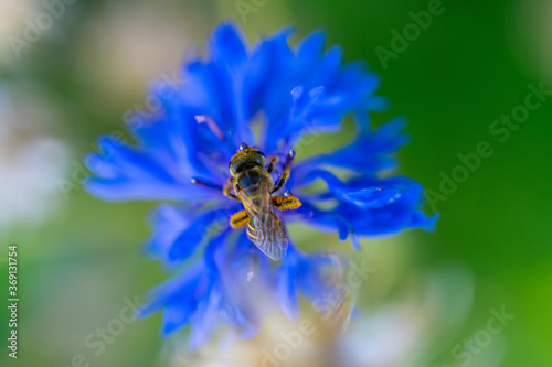 bee on a blue flower macro  © FroZone