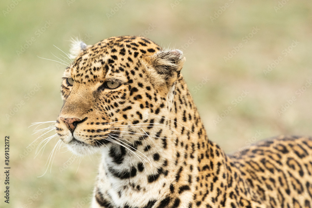 Leopard on the move on the Plains of Maasai Mara Leopard on the move on the Plains of Maasai Mara