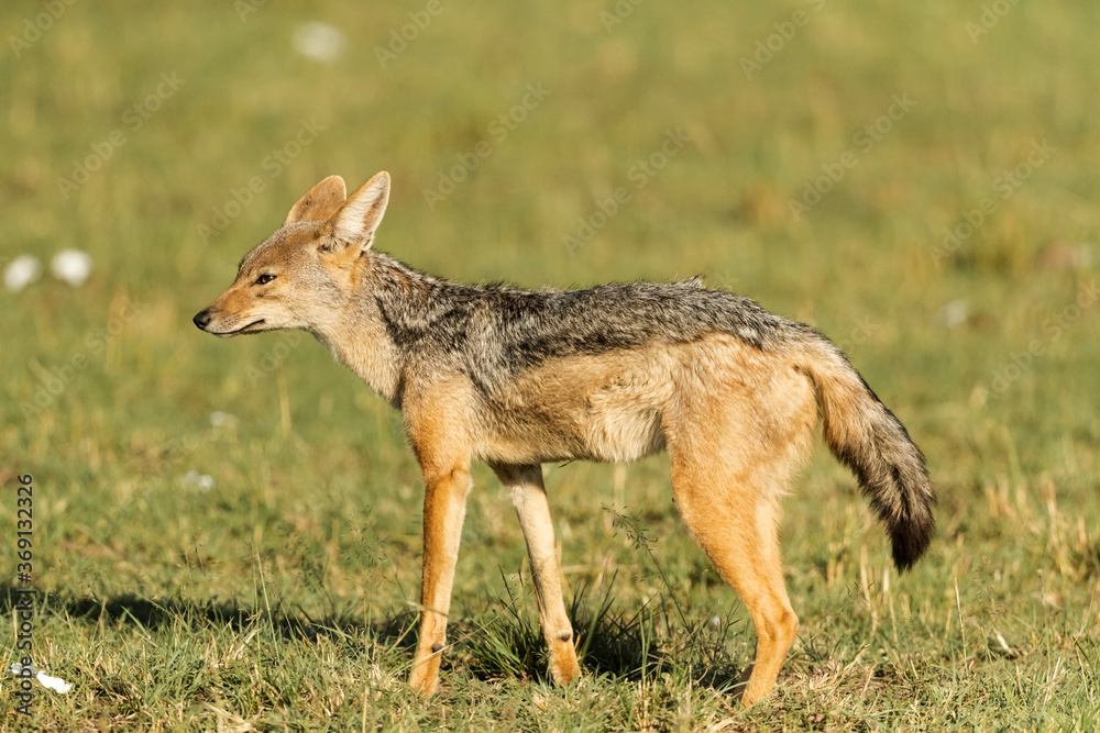 A jackal standing up in the early morning light A jackal standing up in the early morning light