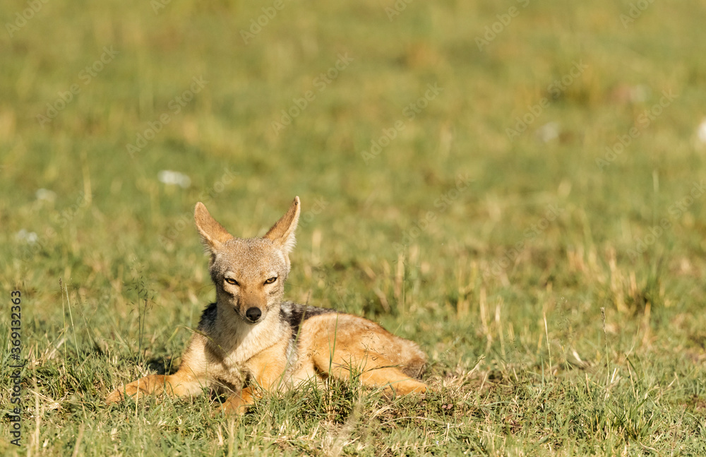 A jackal rest in the early morning light A jackal rest in the early morning light