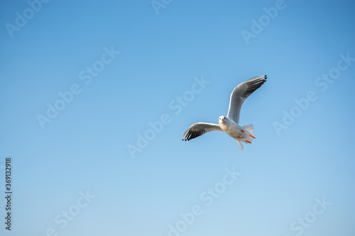 Single seabird seagull  flying in sky with sky as background