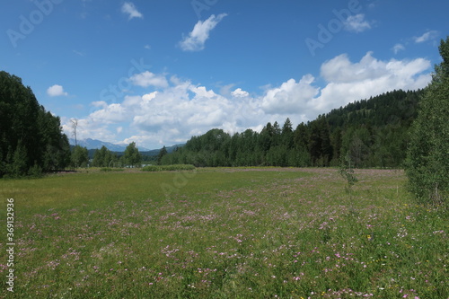 Meadow surrounded by trees