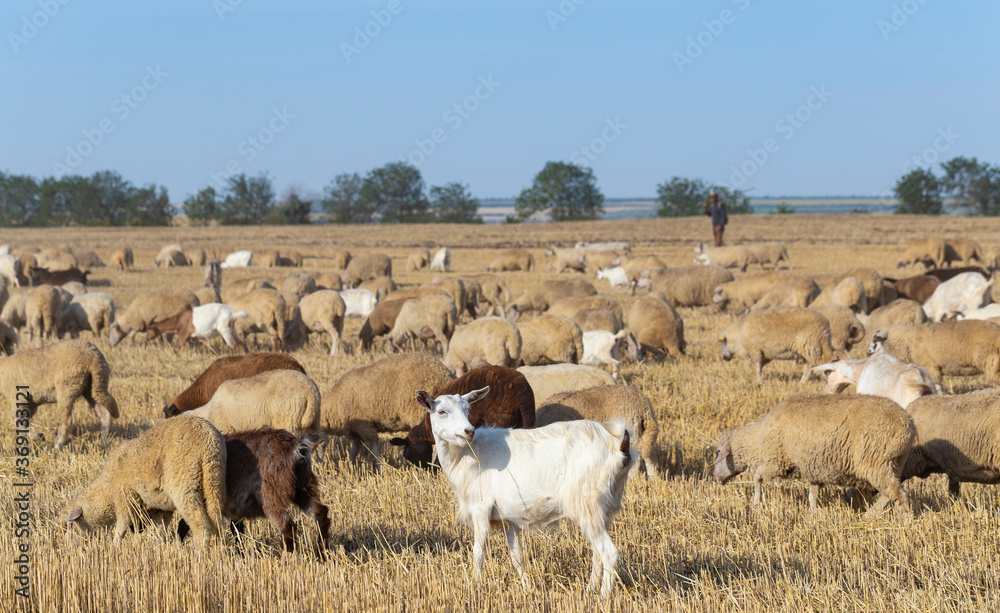 A herd of goats and sheep. Animals graze on the stubble of wheat. Round bales of straw in the field. A herd of goats and sheep. Animals graze on the stubble of wheat. Round bales of straw in the field.
