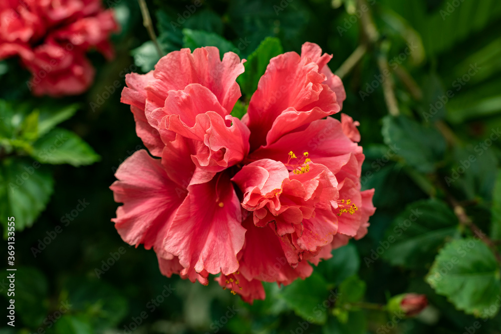 Pink roses at the Taif rose farm, south west Saudi Arabia