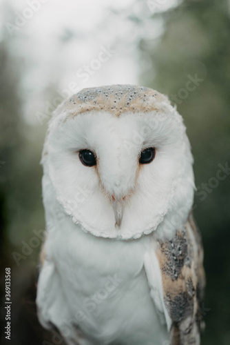 A woman in her twenties posing for a portrait with an owl in a forest photo