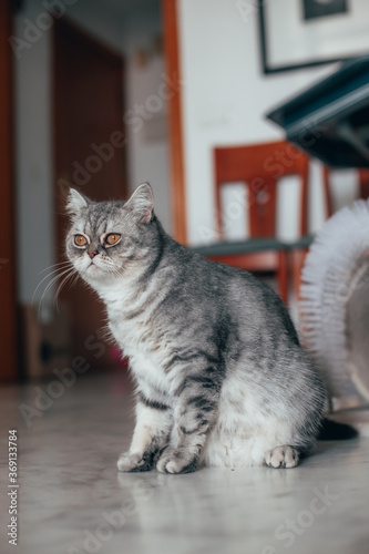 Scottish Straight. Adorable portrait of a grey cat.