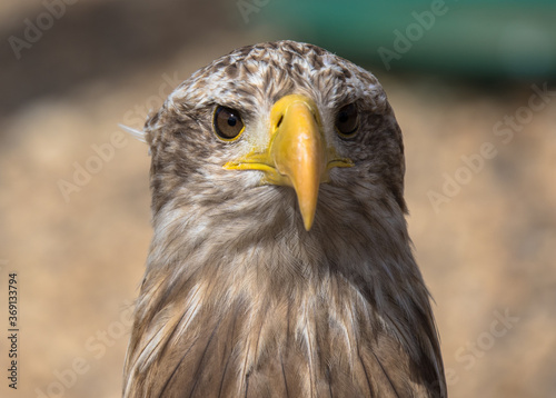 White Tailed Eagle or Sea Eagle