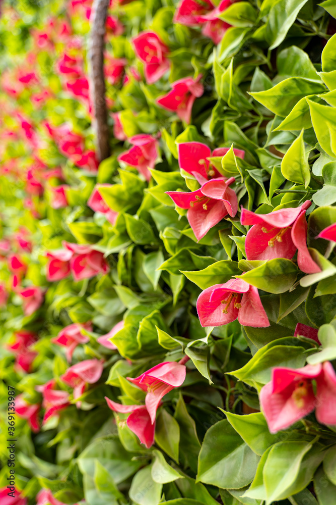 Pink roses at the Taif rose farm, south west Saudi Arabia Pink roses at the Taif rose farm, south west Saudi Arabia