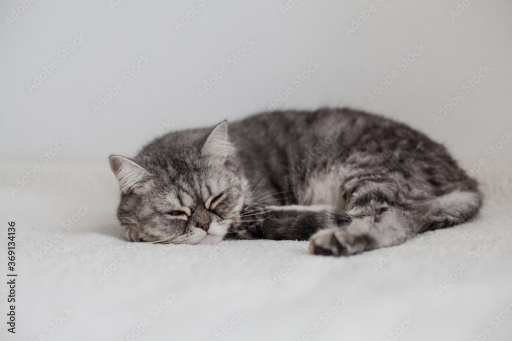 Scottish Straight. Adorable grey cat on white background. Scottish Straight. Adorable grey cat on white background.