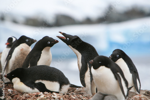 Adélie penguins (Pygoscelis adeliae), one of the most southerly distributed seabirds,defending their territory in a nesting colony in Petermann Island, Antarctic Peninsula. photo