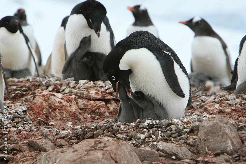 Fototapeta premium Adélie penguin (Pygoscelis adeliae) one of the most southerly distributed seabirds, feeding its chicks in a nesting colony in Petermann Island, Antarctic Peninsula. 