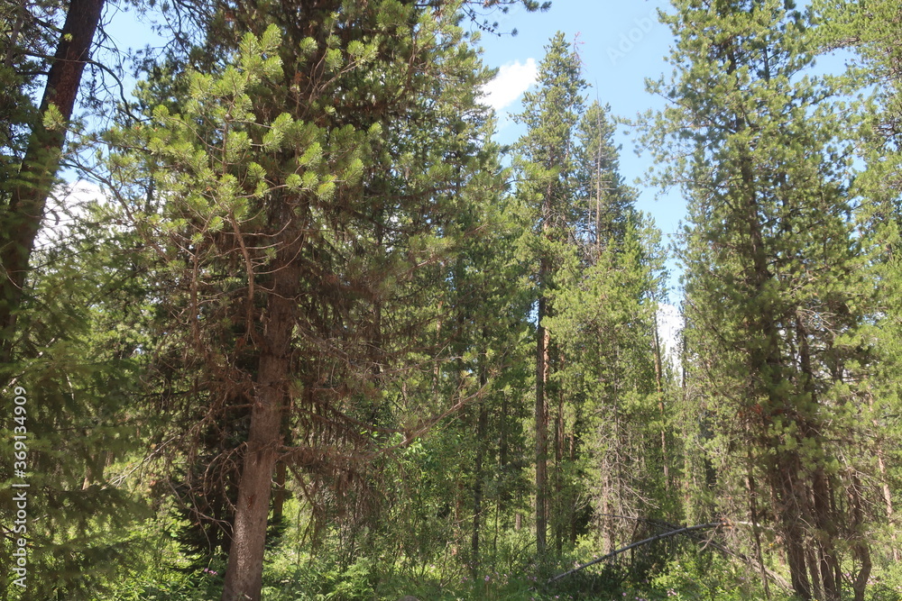 Fototapeta premium Thick woods and trees