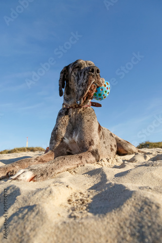 Senior spotty gray dog with small ball in mouth resting on sand shore in sunny day
