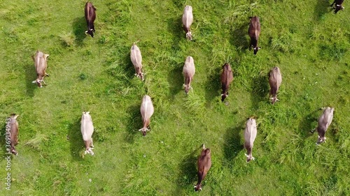 Top view of a herd of cows in a field