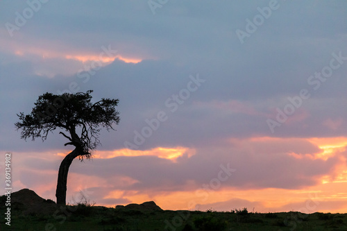 Savannah landscape