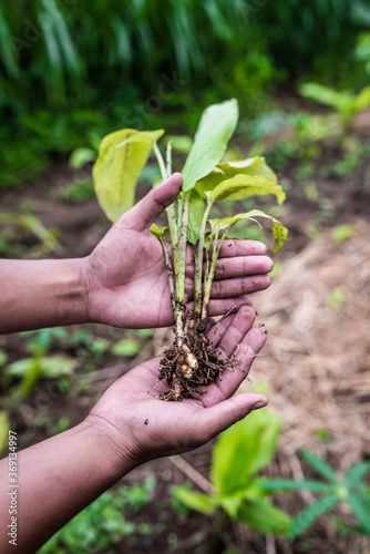 Turmeric plant and roots - Fresh and organic photo