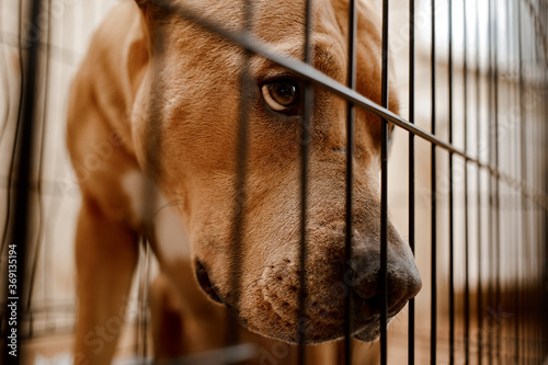 Homeless dog behind bars in an animal shelter photo