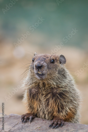 Adorable young Groundhog (Marmota Monax) closeup looking straight in soft beatiful light